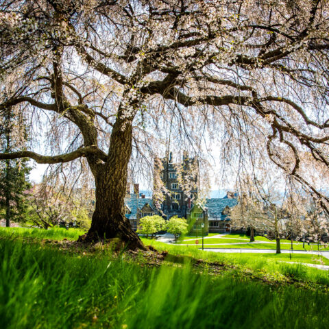 West Campus is framed by cherry blossoms.